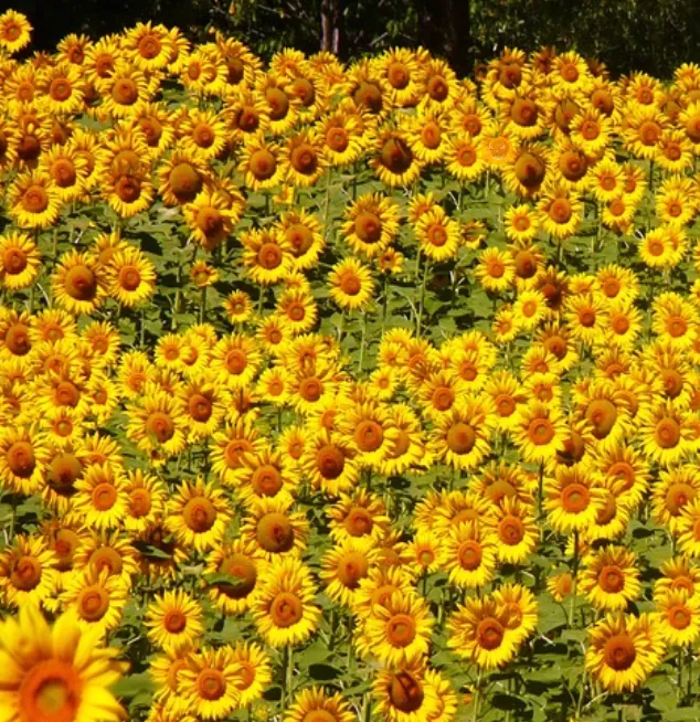 Sunflower field