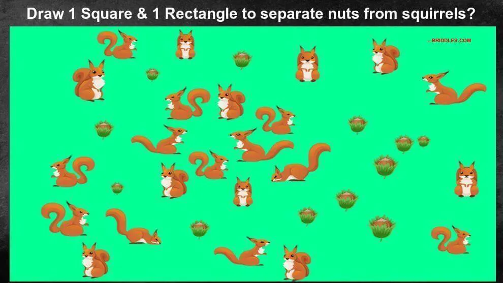 Seperate Nuts From Squirrels Brain Teaser