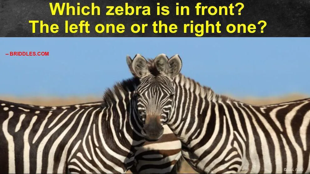 Which Zebra Is In Front Viral Brain Teaser