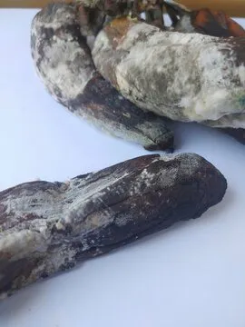 rotten and moldy banana on white background