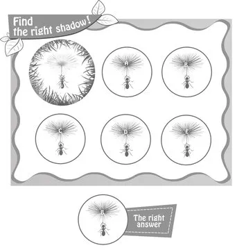 find right shadow ant bv