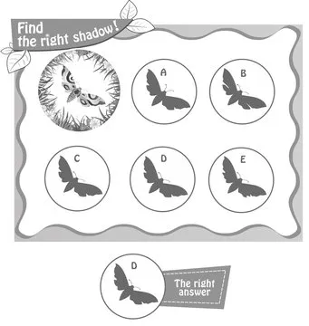 find right shadow butterfly bv