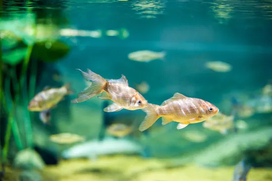 Small fish with a big tail