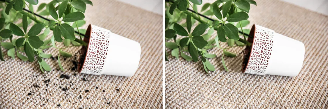Overturned pot with houseplant on carpet