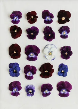 Rows of dark pansies with one white pansy amongst them