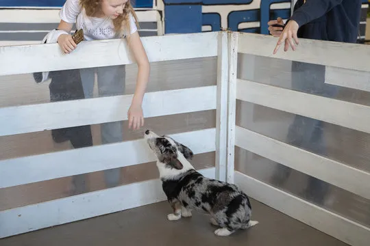 teenager girl with long blonde hair communicates with grey spotted corgis of 7 monts years ago in aviary