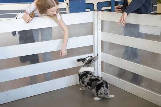 teenager girl with long blonde hair communicates with grey spotted corgis of 7 monts years ago in aviary