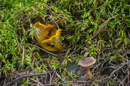 General differences between edible and false mushrooms.
