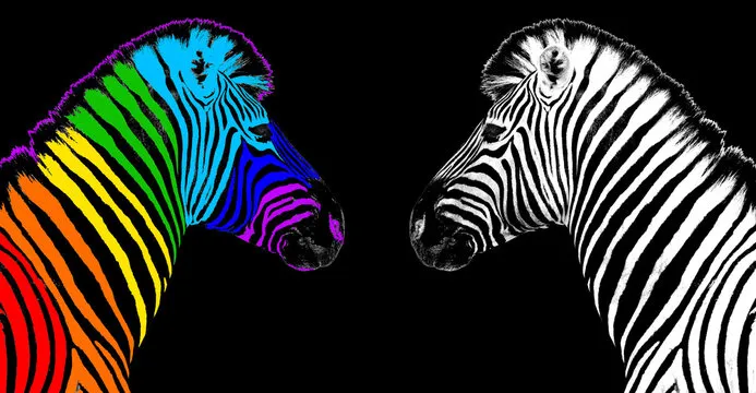 Usual & rainbow color zebra black background isolated, individuality concept, stand out from crowd, uniqueness symbol, independence, dissent, think different, creative idea, diversity, outstand, rebel