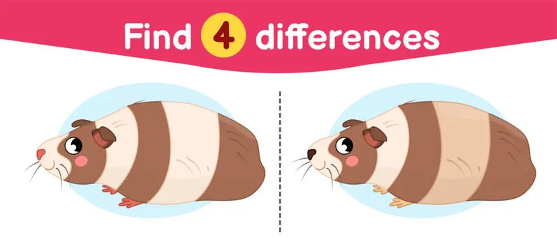 Find differences.  Educational game for children. Cartoon vector illustration of cute guinea pig..