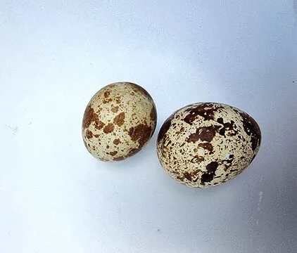 difference quail eggs on a table