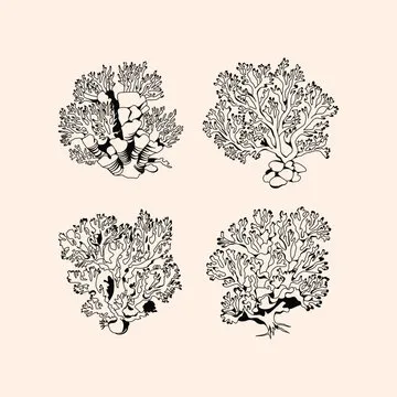 Four different images of coral reefs in black and white